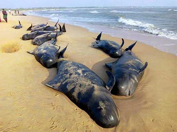 Grieving for the planet: Beyond Conservation into Creation