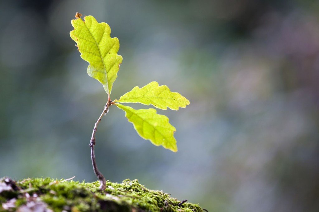 The impact of a seed