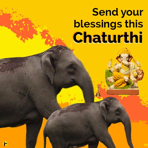 Elephant Conservation