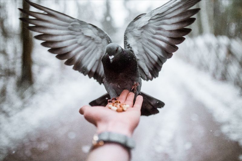 Ecological Conscience: The role humans can play