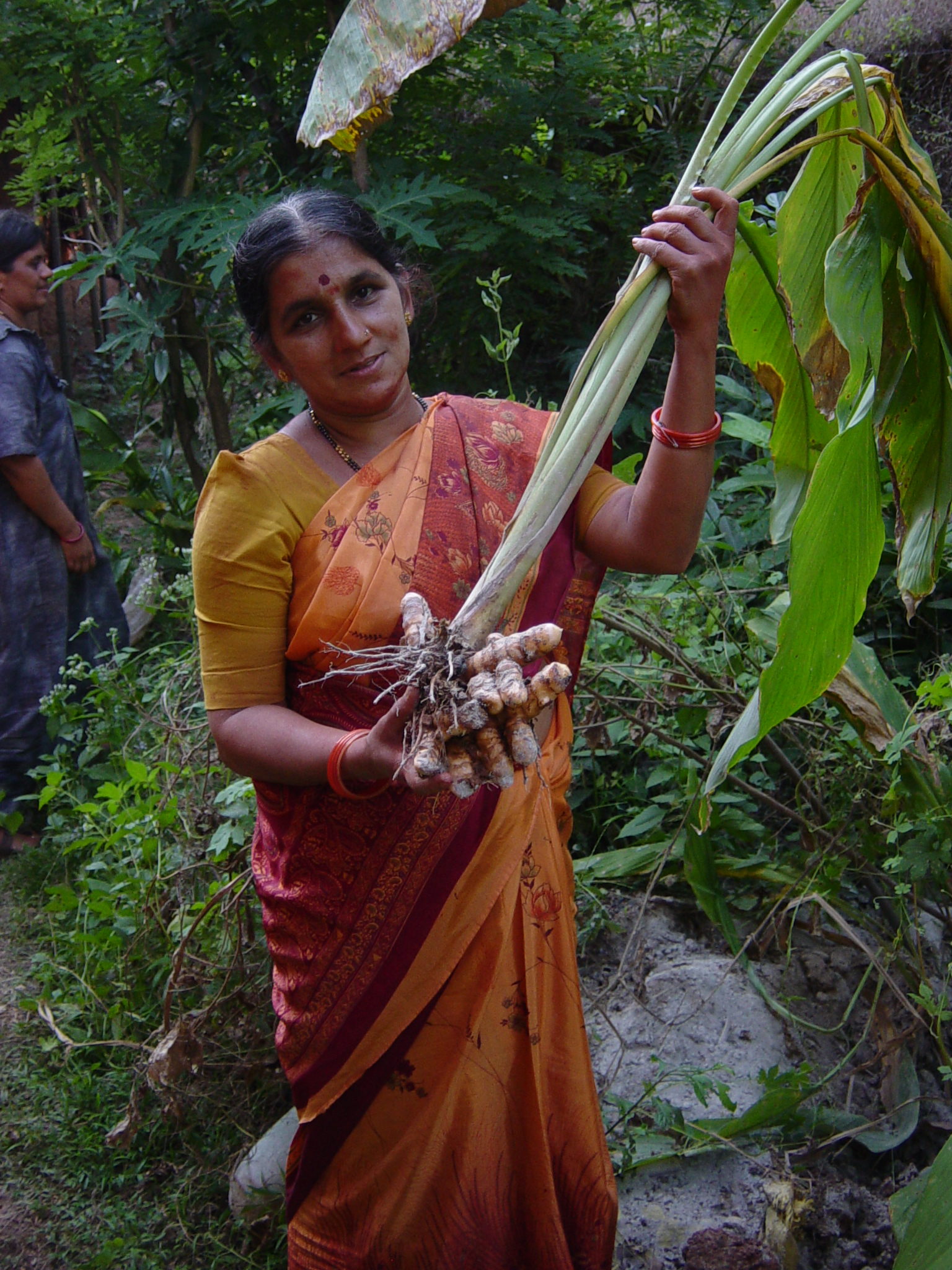 Malnad Seed 7