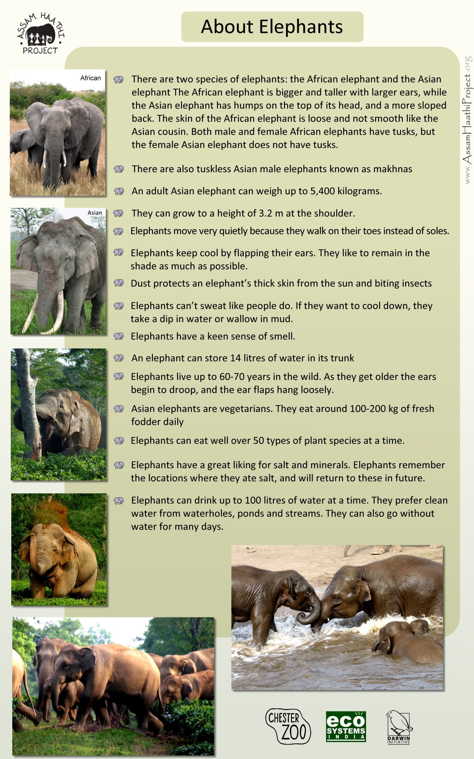 About Elephants Eng