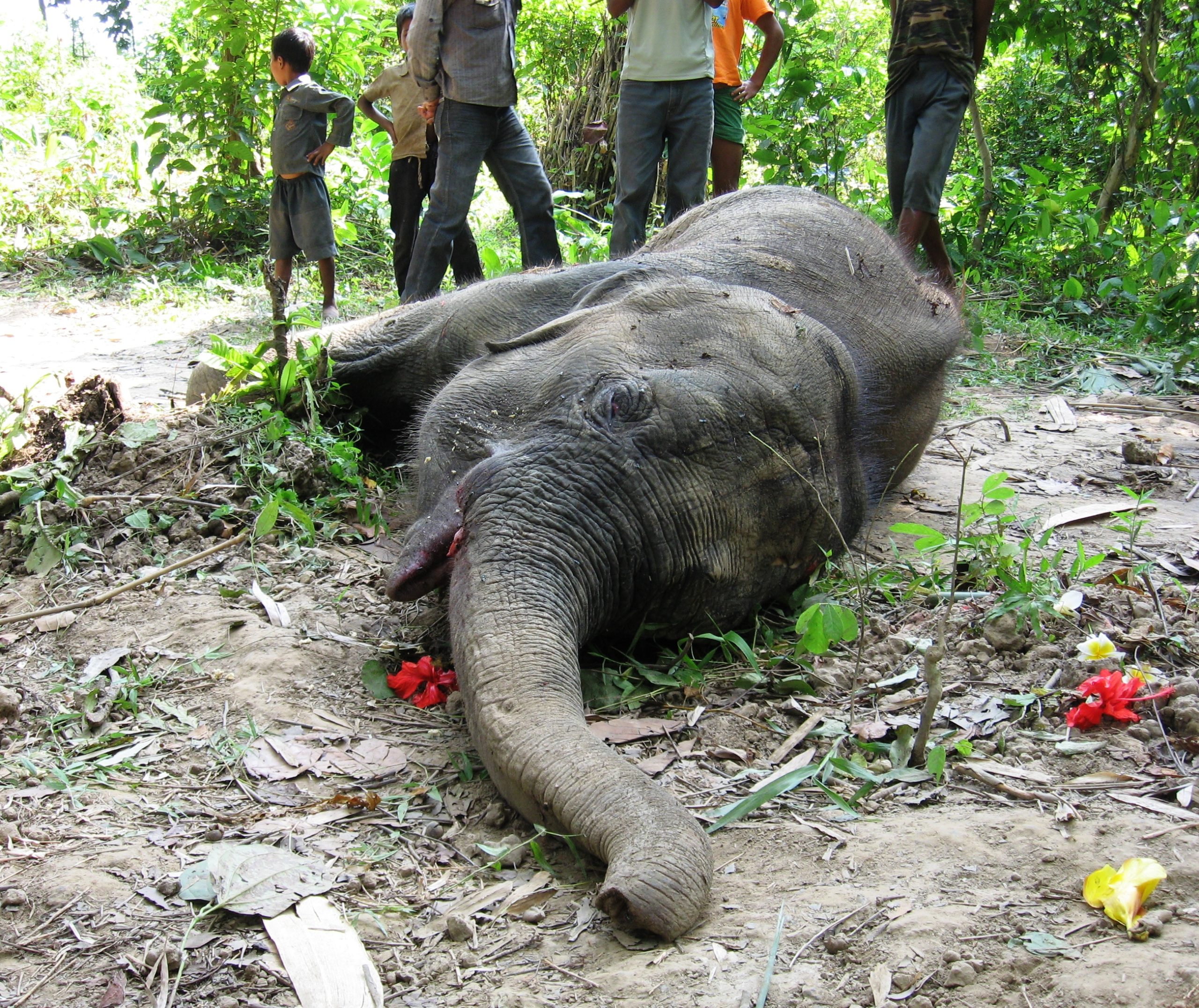 Dead Elephant at Salbari