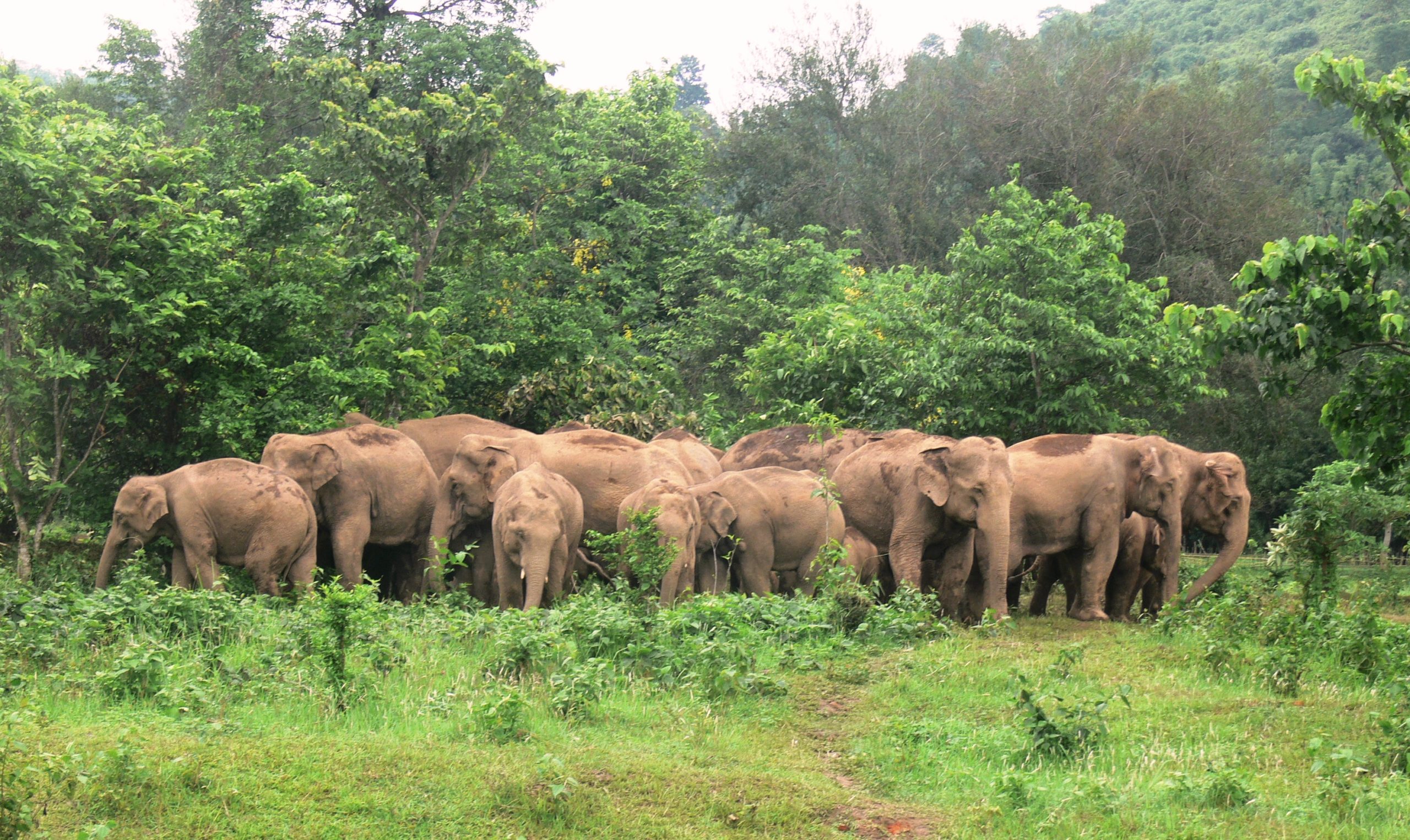 Elephant herd GP 1