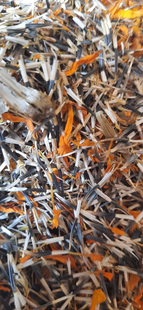 PV flowers seeds